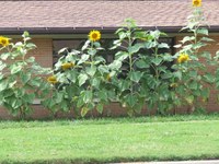 Sunflowers at KJCC