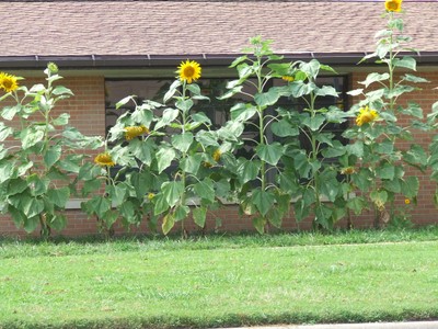 KJCC sunflowers