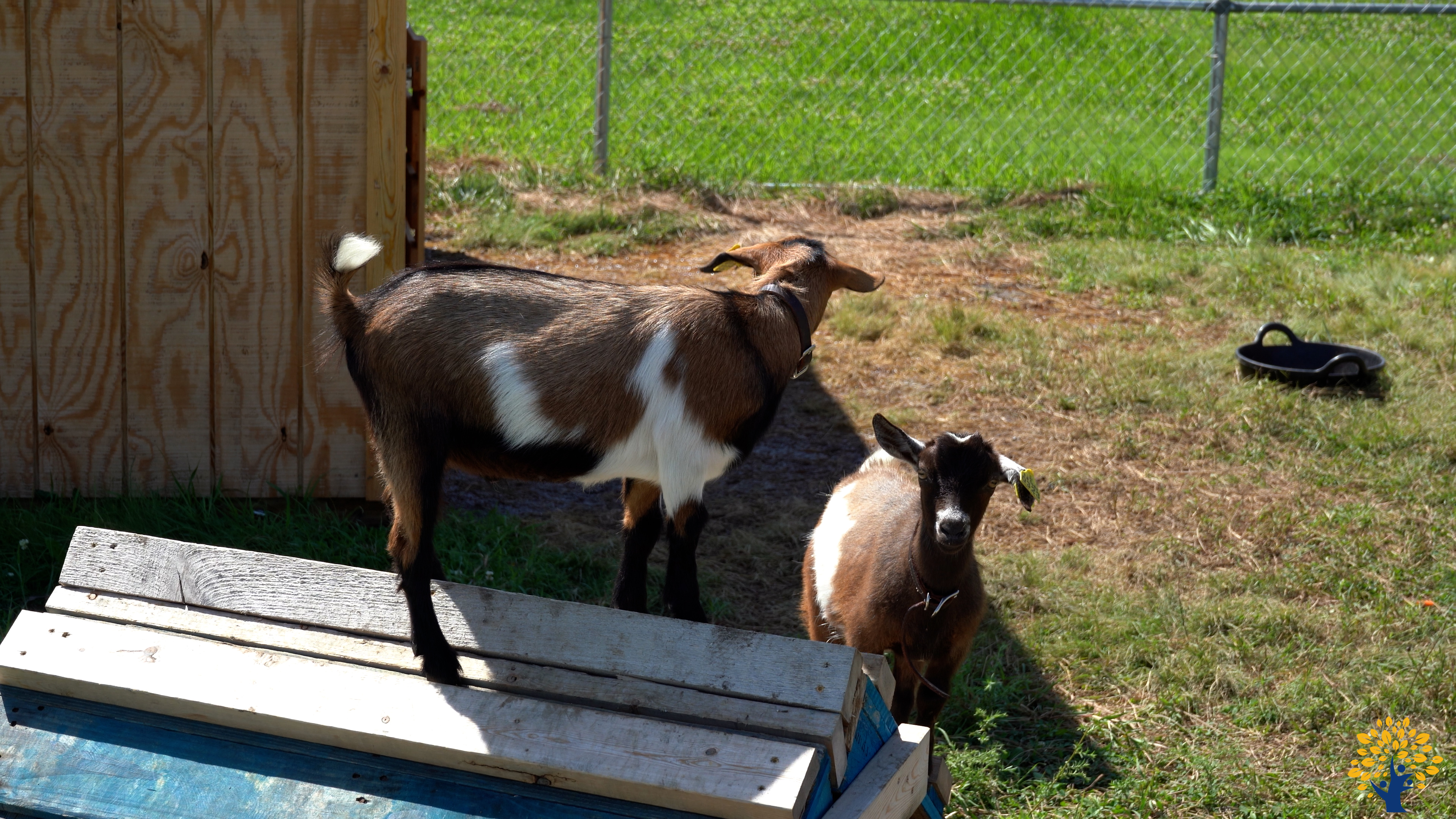 Pygmy Goats at EDCF 07 2025